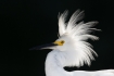 Breeding-Behavior;Breeding-Plumage;Egret;Egretta-thula;One;Snowy-Egret;avifauna;